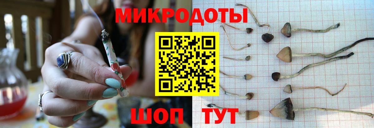 Псилоцибиновые грибы Psilocybe Сыктывкар